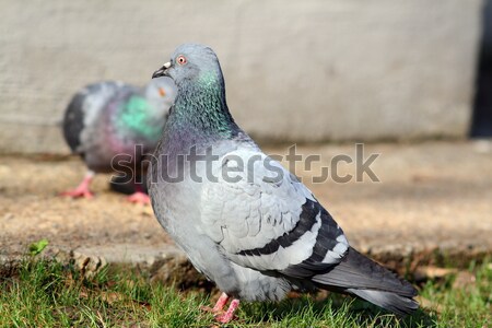 男性 鳩 徒歩 誇りに思う 公園 春 ストックフォト © taviphoto