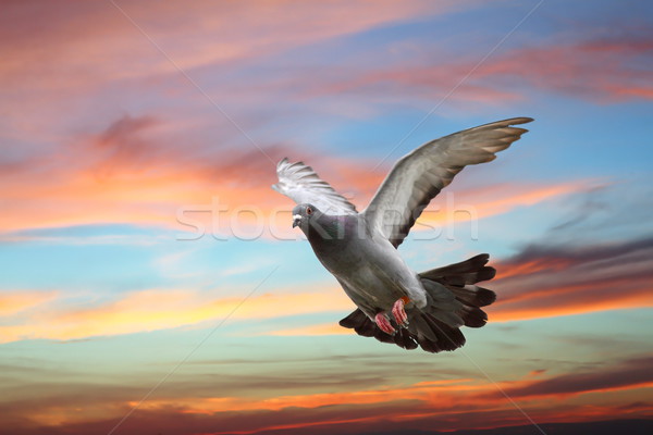 Stock photo: pigeon flying over beautiful sunset sky