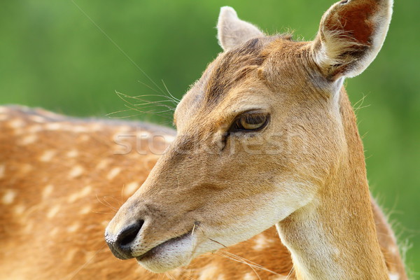 cute fallow deer doe portrait Stock photo © taviphoto
