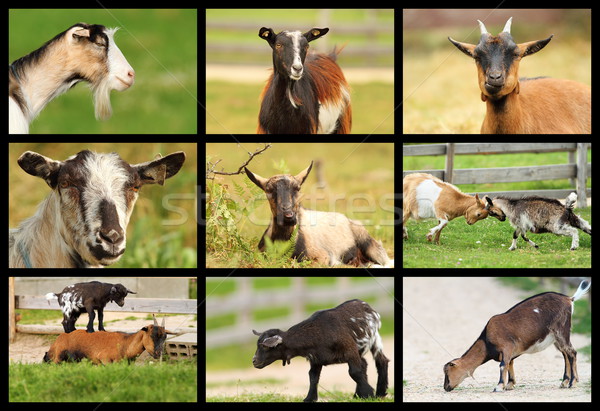 collection of images with goats Stock photo © taviphoto