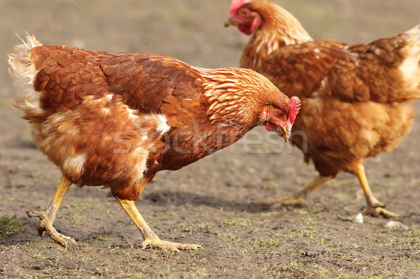 hen looking for food in farm yard Stock photo © taviphoto