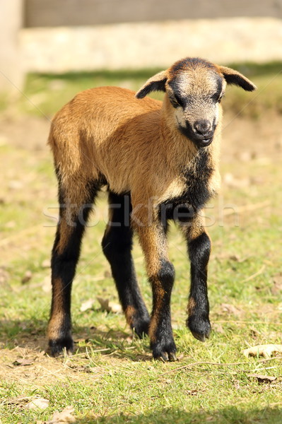 young goat Stock photo © taviphoto