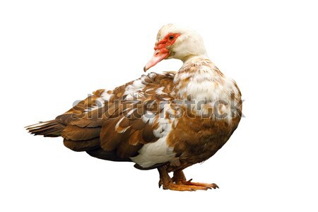 isolated domestic muscovy duck Stock photo © taviphoto