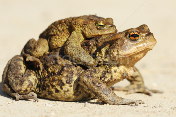 brown toads mating in spring  Stock photo © taviphoto