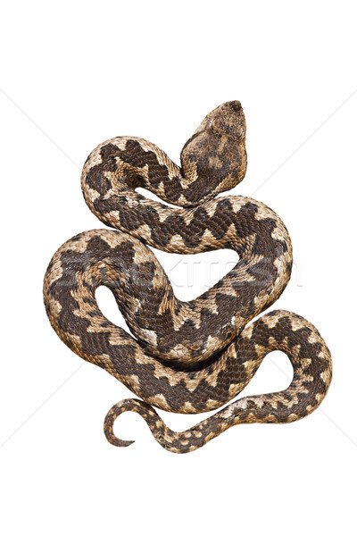 isolated nosed viper Stock photo © taviphoto