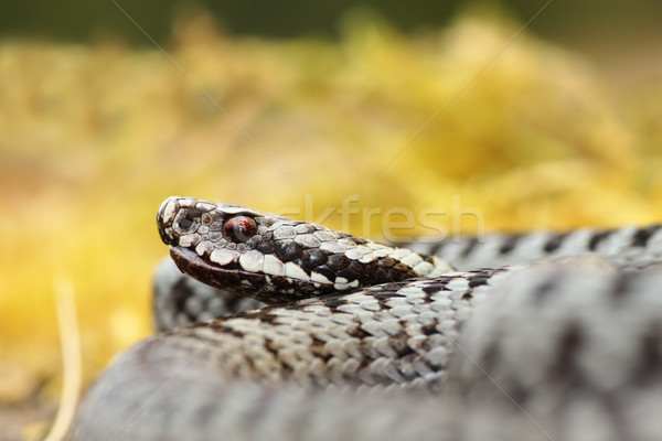 portrait of male Vipera berus Stock photo © taviphoto