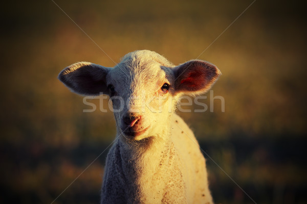 Portrait blanche agneau vintage Rechercher printemps Photo stock © taviphoto