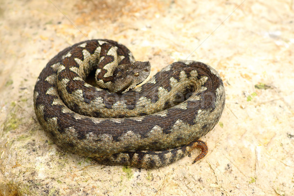 sand viper basking on a rock Stock photo © taviphoto