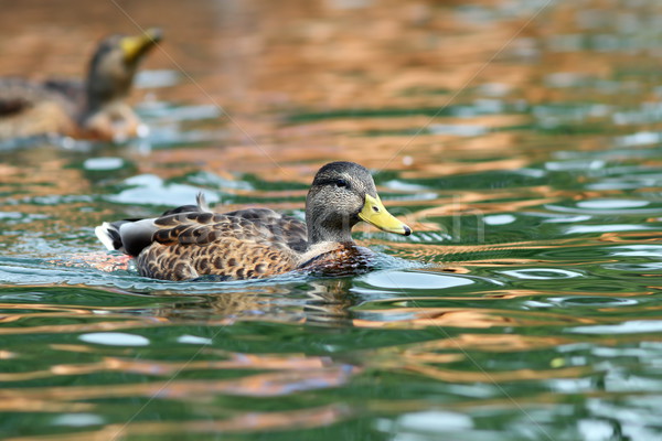 鴨 游泳的 水面 水 鳥 商業照片 © taviphoto