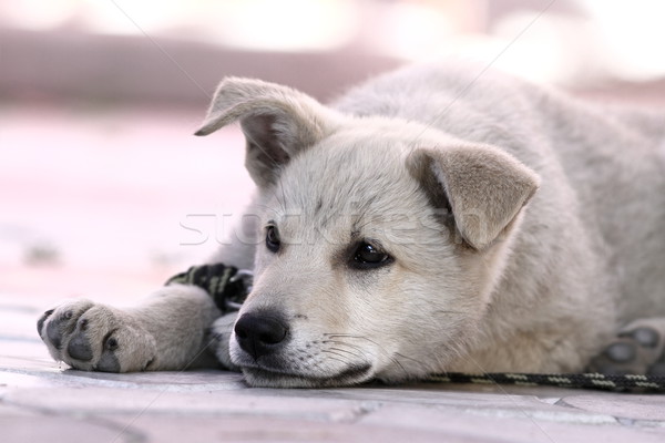 Aranyos lusta kutyus pihen árnyék dél Stock fotó © taviphoto