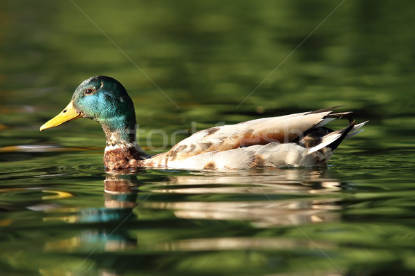 male mallard swimming on pond Stock photo © taviphoto