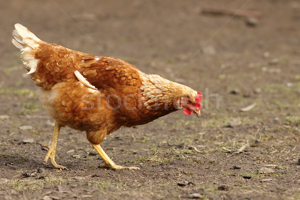 Brązowy kura gospodarstwa żywności ptaków Pióro Zdjęcia stock © taviphoto