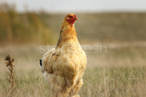 domestic hen in the field Stock photo © taviphoto