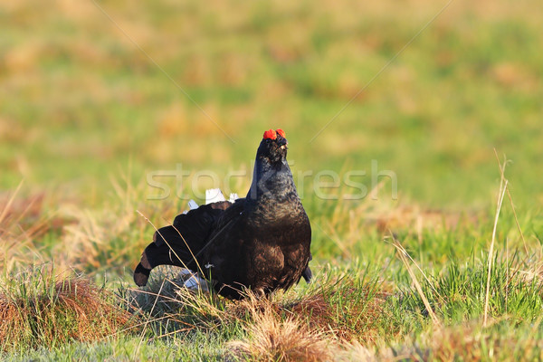 Stock photo: beautiful black grouse on mountain meadow