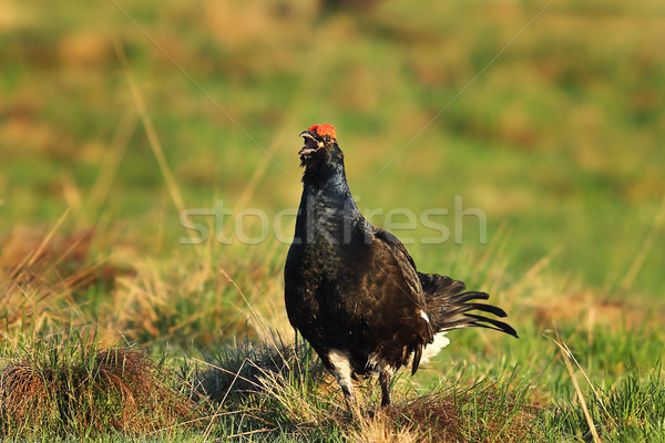 male black grouse on meadow Stock photo © taviphoto