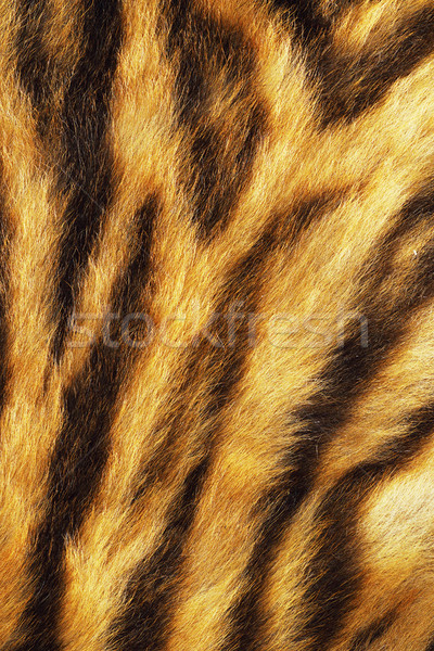 Tiger Streifen wirklich Tier Haut Textur Stock foto © taviphoto