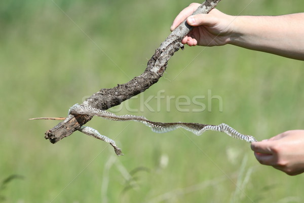 biologist holding snake skin Stock photo © taviphoto