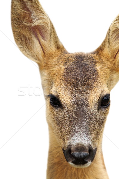 Stock photo: isolated head of a roe deer
