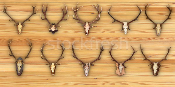 collection of hunting trophies on wooden background Stock photo © taviphoto