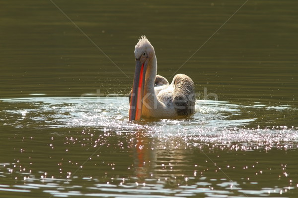 juvenile great pelican on pond Stock photo © taviphoto