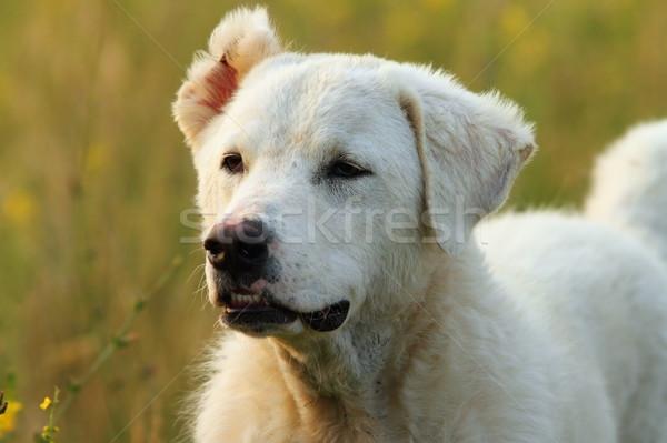 Открытый портрет румынский белый пастух собака Сток-фото © taviphoto