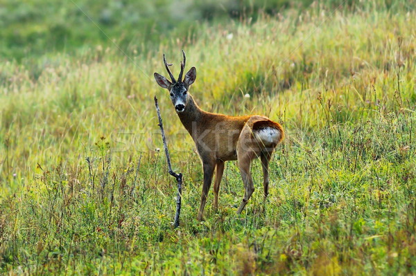 Neugierig Hirsch buck Jahreszeit schauen Stock foto © taviphoto