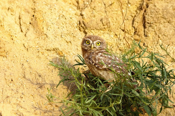 juvenile little owl Stock photo © taviphoto