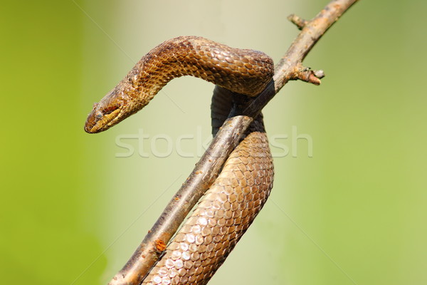 Stock photo: smooth snake after hibernation