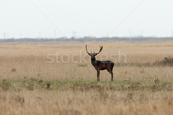 wild male fallow deer looking at the camera Stock photo © taviphoto