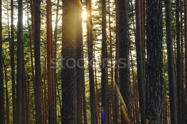 beautiful rays of dawn in pine forest Stock photo © taviphoto