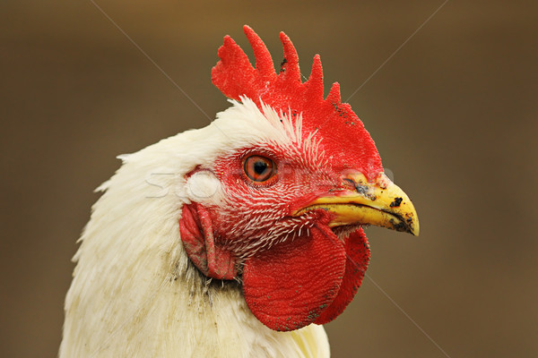 portrait of white hen on out of focus background Stock photo © taviphoto