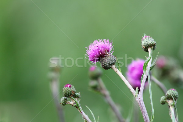 thistle in bloom Stock photo © taviphoto