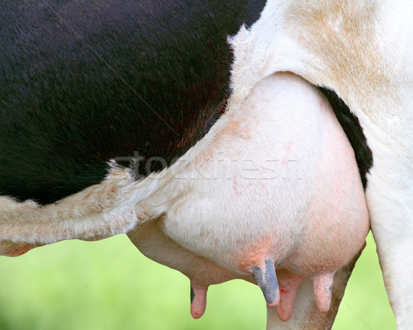 detail of holstein cow udder Stock photo © taviphoto