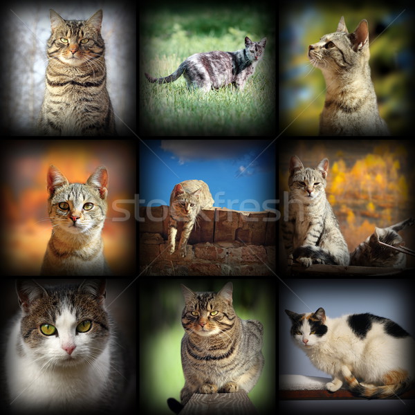 cats images collection Stock photo © taviphoto