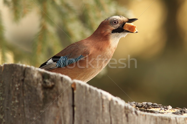 jay swallowing white bread Stock photo © taviphoto