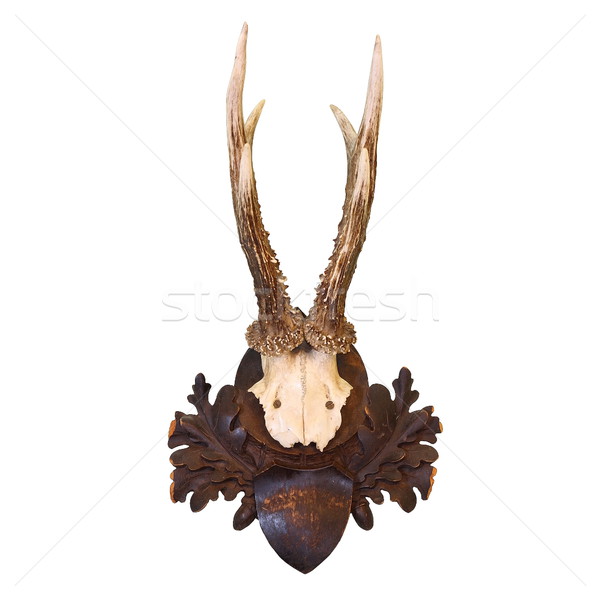 roe deer hunting trophy Stock photo © taviphoto