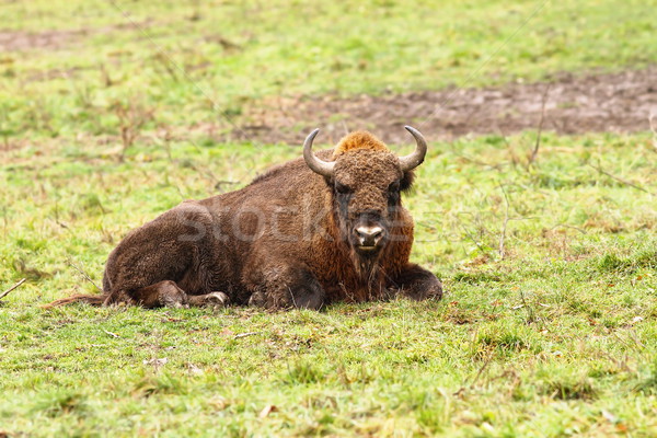 Bison Rumänien Natur Bereich grünen Stock foto © taviphoto