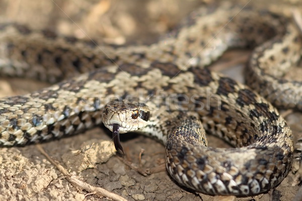 Férfi legelő kész sztrájk veszélyeztetett kígyó Stock fotó © taviphoto