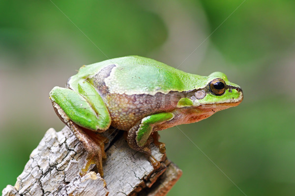 cute tree frog on wooden stump Stock photo © taviphoto