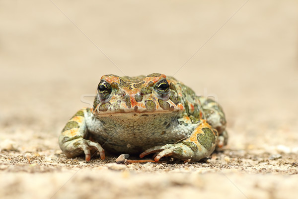 cute young green toad Stock photo © taviphoto