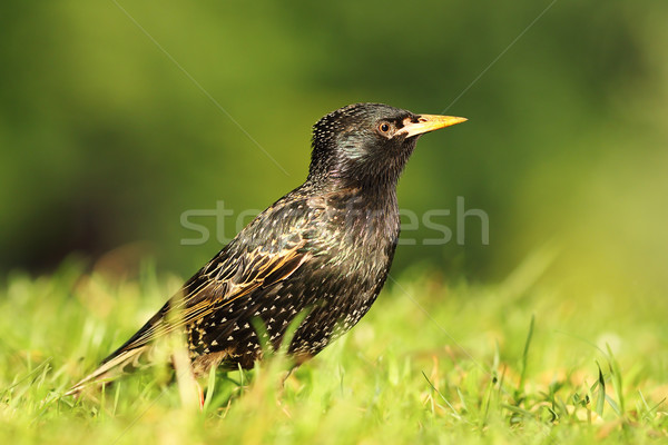 close up of common starling Stock photo © taviphoto