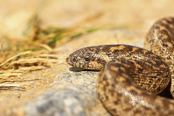 close up of javelin sand boa Stock photo © taviphoto