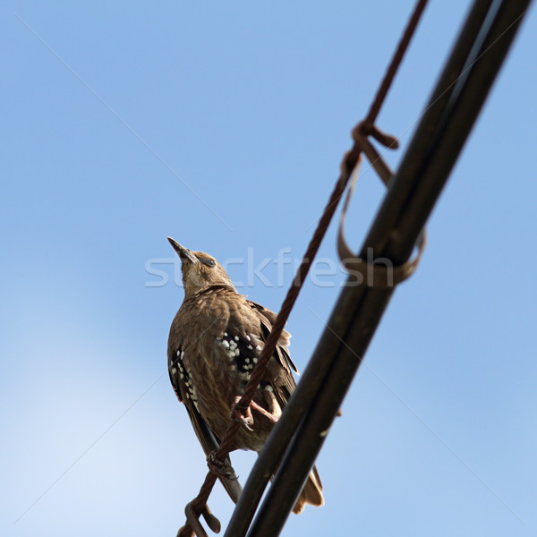 Stock photo: sturnus vulgaris on cable