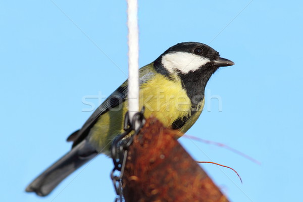 Stock photo: great tit on coconut feeder