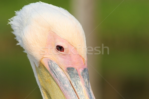 close up on great pelican head Stock photo © taviphoto