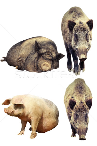 differences between domestic pig and wild boar Stock photo © taviphoto