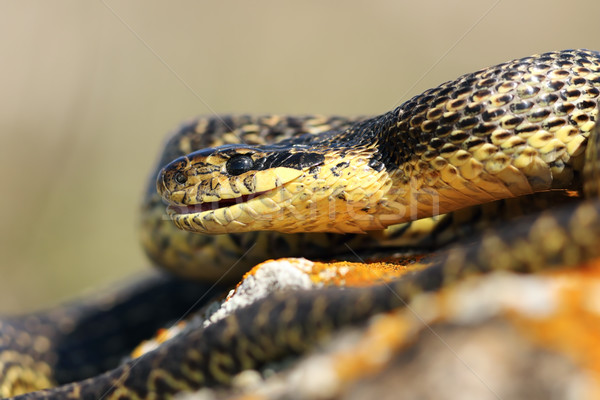 close up of blotched snake head Stock photo © taviphoto
