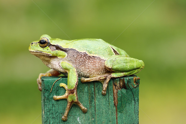 green tree frog close up Stock photo © taviphoto