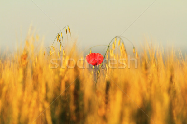 single red poppy in wheat field Stock photo © taviphoto