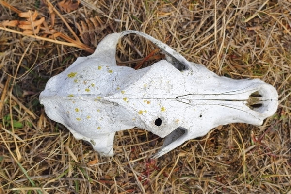 dog skull view from above Stock photo © taviphoto